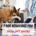 7 Dog Behaviors You Shouldn't Ignore